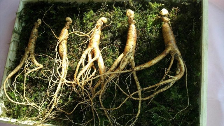 当归 (Danggui) x Pfaffia Paniculata – Fitoterapia